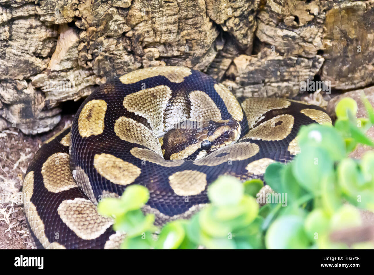 Foto von Python-Chef im Ring close up Stockfoto