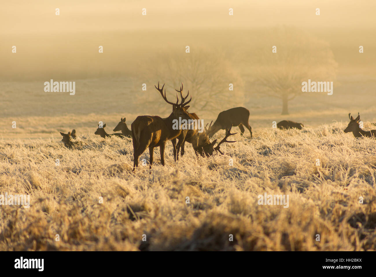 Misty Morning Stockfoto