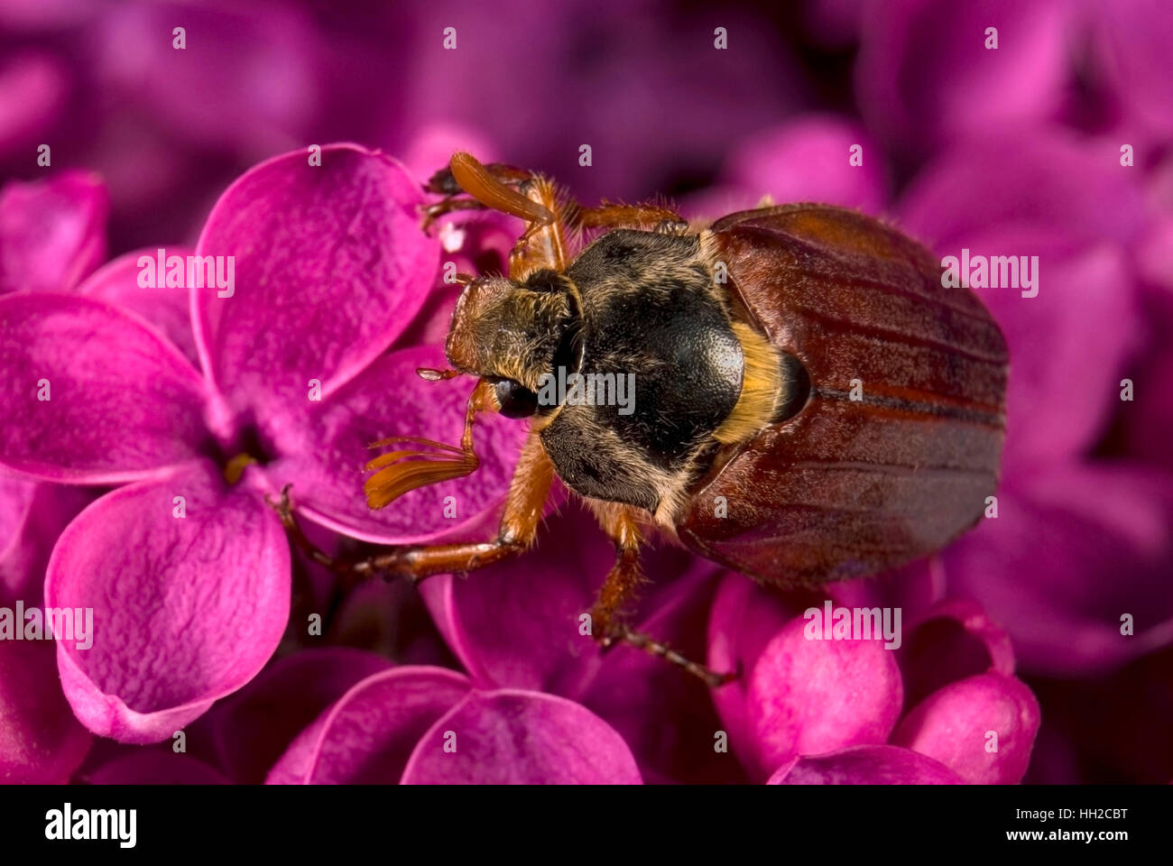 Mai-Bug auf Violett Lila klettern. Blumen Hintergrund Stockfoto