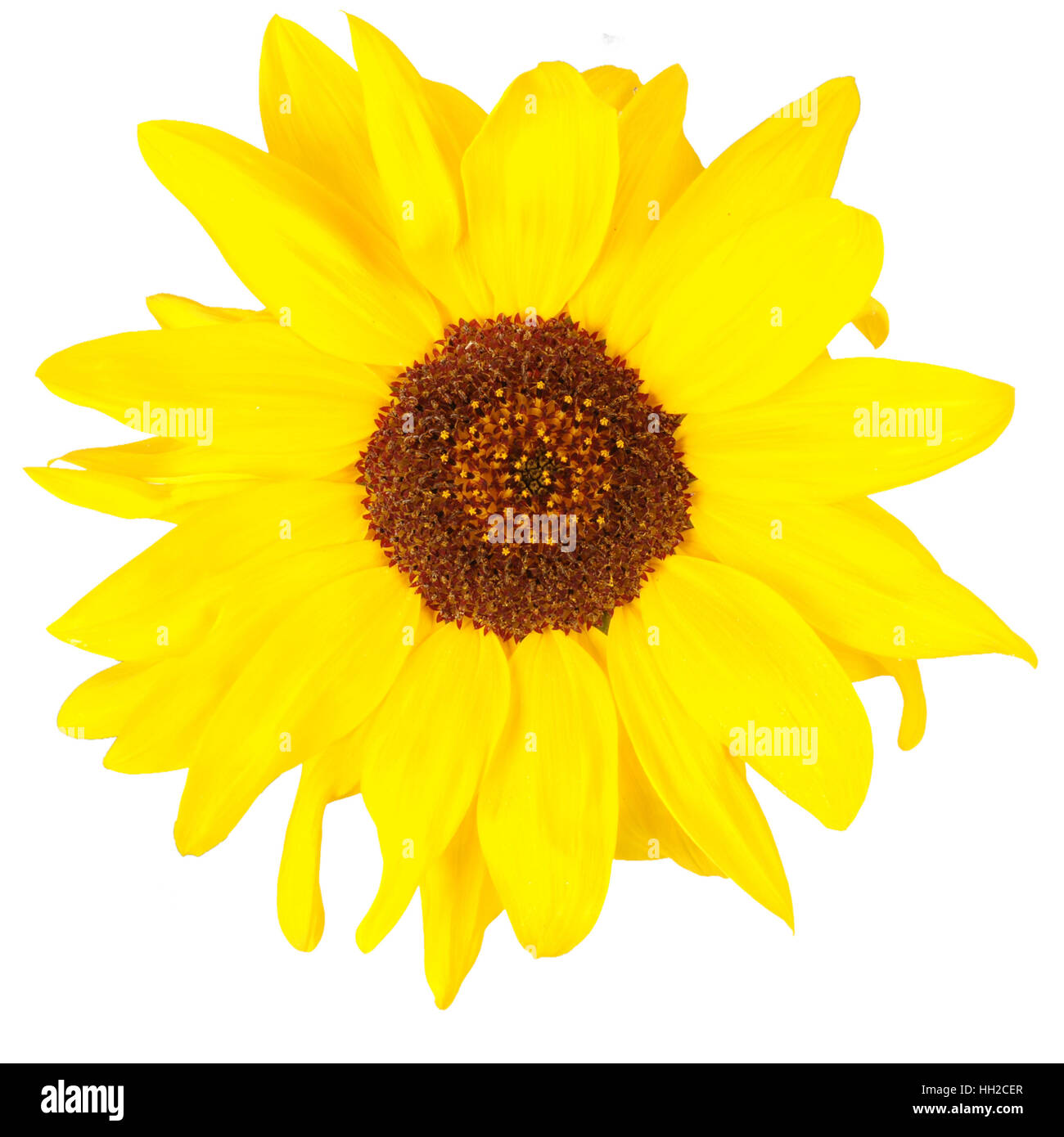 Schöne Sonnenblumen isoliert auf weiss. Close-up Stockfoto
