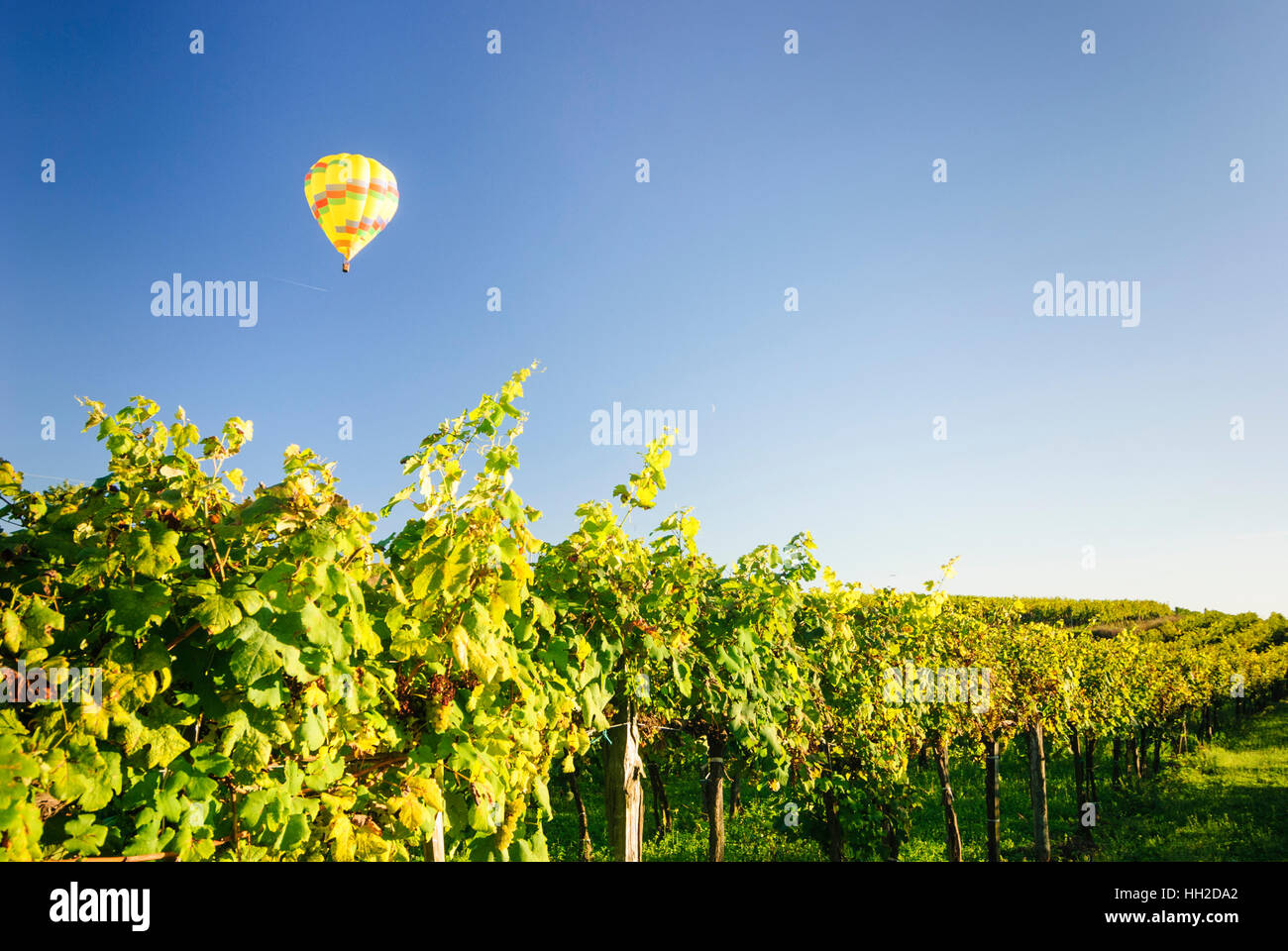 Straß Im Straßertale: Weinberge und Heißluft-Ballon - Weinbaugebiet Kamptal, Waldviertel, Niederösterreich, Niederösterreich, Österreich Stockfoto