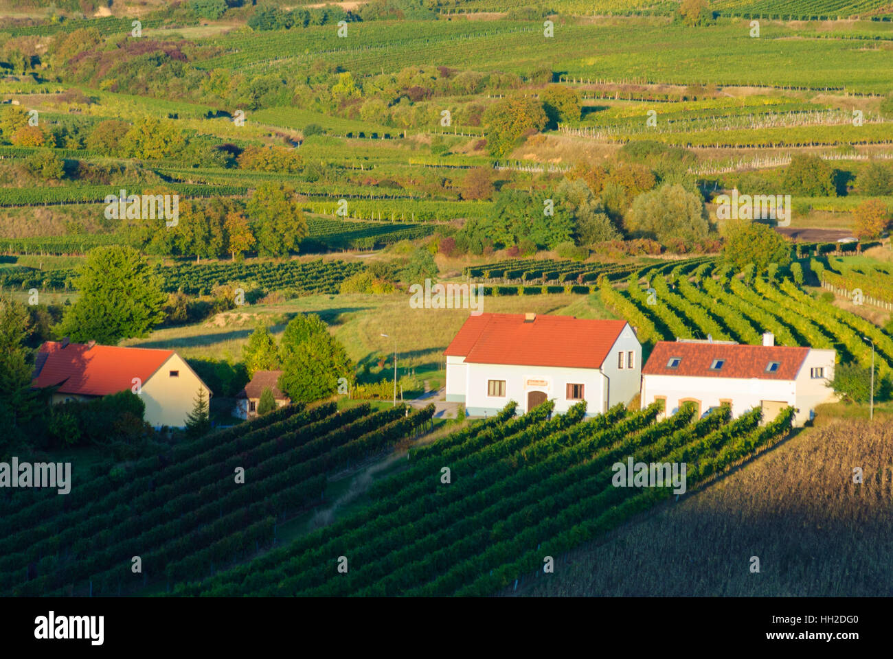 Straß Im Straßertale: Weingut im Weinbaugebiet Kamptal, Weinberg, Waldviertel, Niederösterreich, Niederösterreich, Österreich Stockfoto