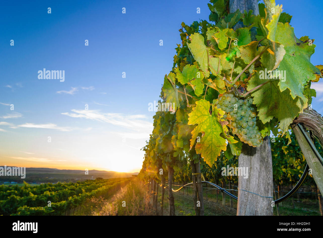 Straß Im Straßertale: Weinberg - Weinbaugebiet Kamptal, Waldviertel, Niederösterreich, Niederösterreich, Österreich Stockfoto