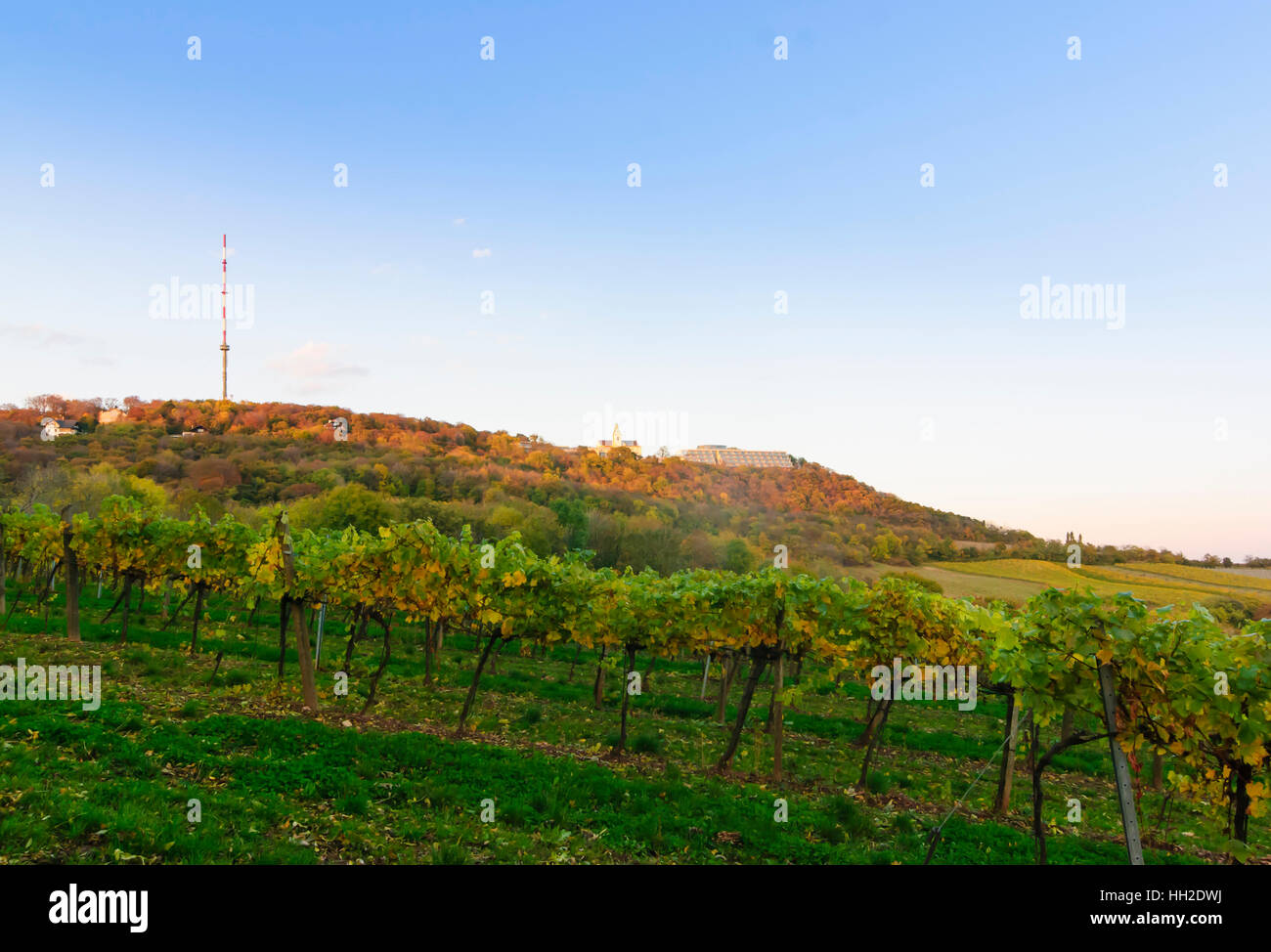 Wien, Wien: Kahlenberg mit Kirche, Weinberg, 19., Wien, Österreich Stockfoto