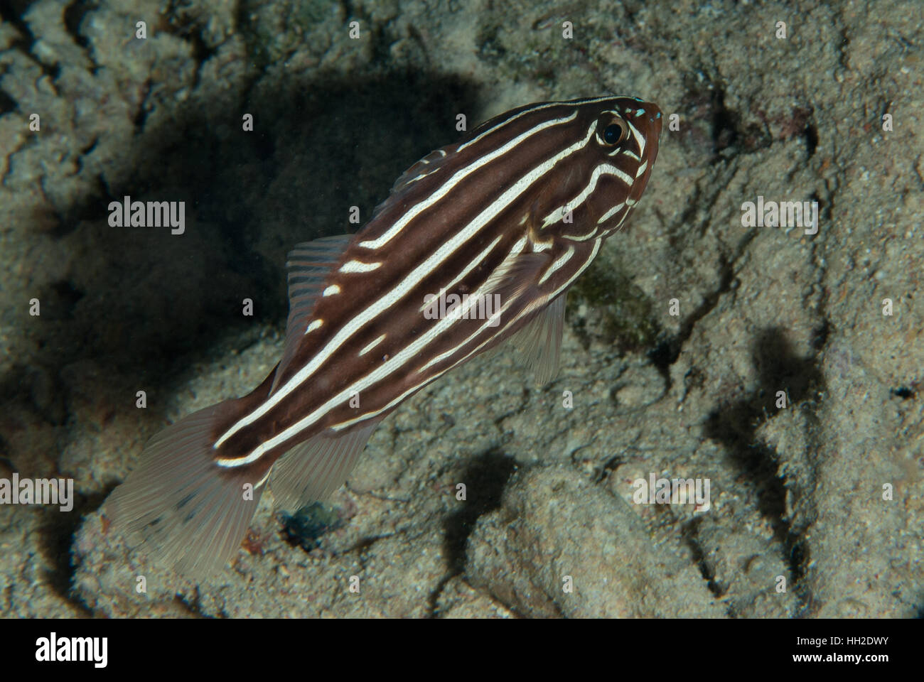 Sixstriped Soapfish Grammistes Sexlineatus, Funktionsanalyse, Rotes Meer, Sharm el-Sheikh, Ägypten Stockfoto