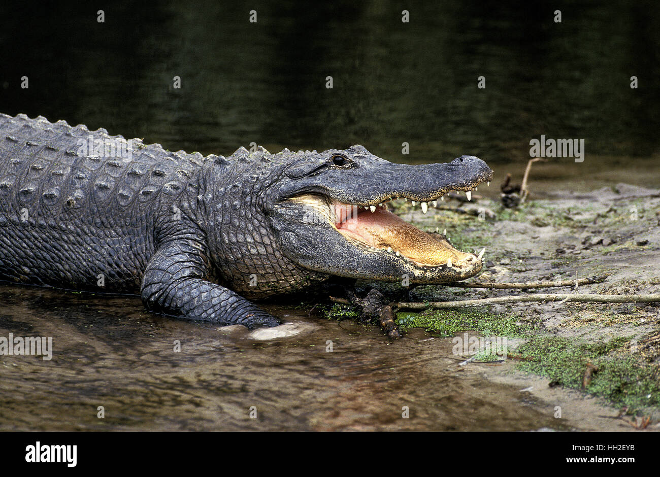 Amerikanisches Krokodil, Alligator Mississipiensis, Erwachsene mit offenen Mund Regulierung der Körpertemperatur Stockfoto