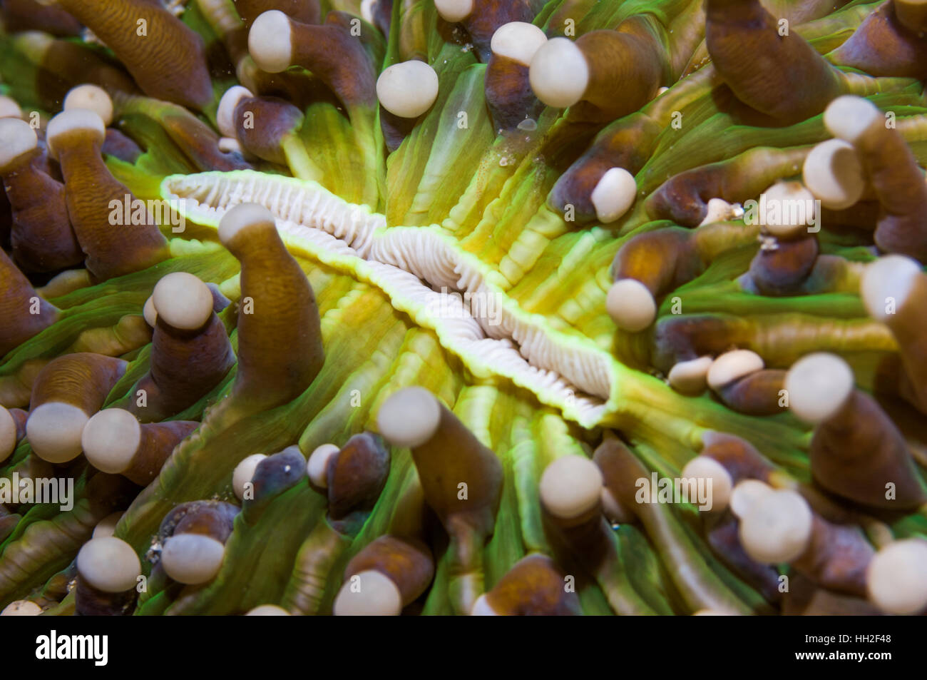 Pilz-Korallen zeigen "Mund" und teilweise zurückgezogen Polypen.  Indonesien. Stockfoto