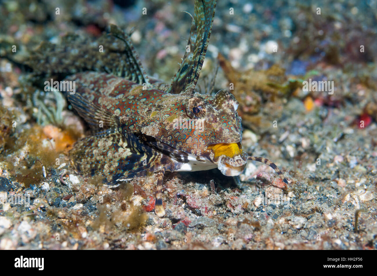 Leierfischen [Synchiropus sp.]  Lembeh Strait, Nord-Sulawesi, Indonesien. Stockfoto