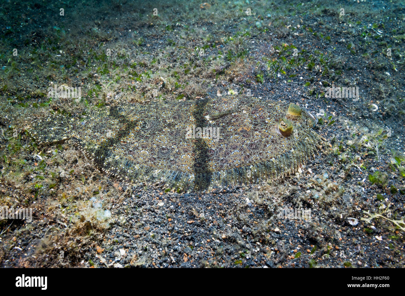 Peacock Flunder (Bothus Lunatus) gerade noch sichtbar am Meeresboden.  Lembeh, Sulawesi, Indonesien. Stockfoto