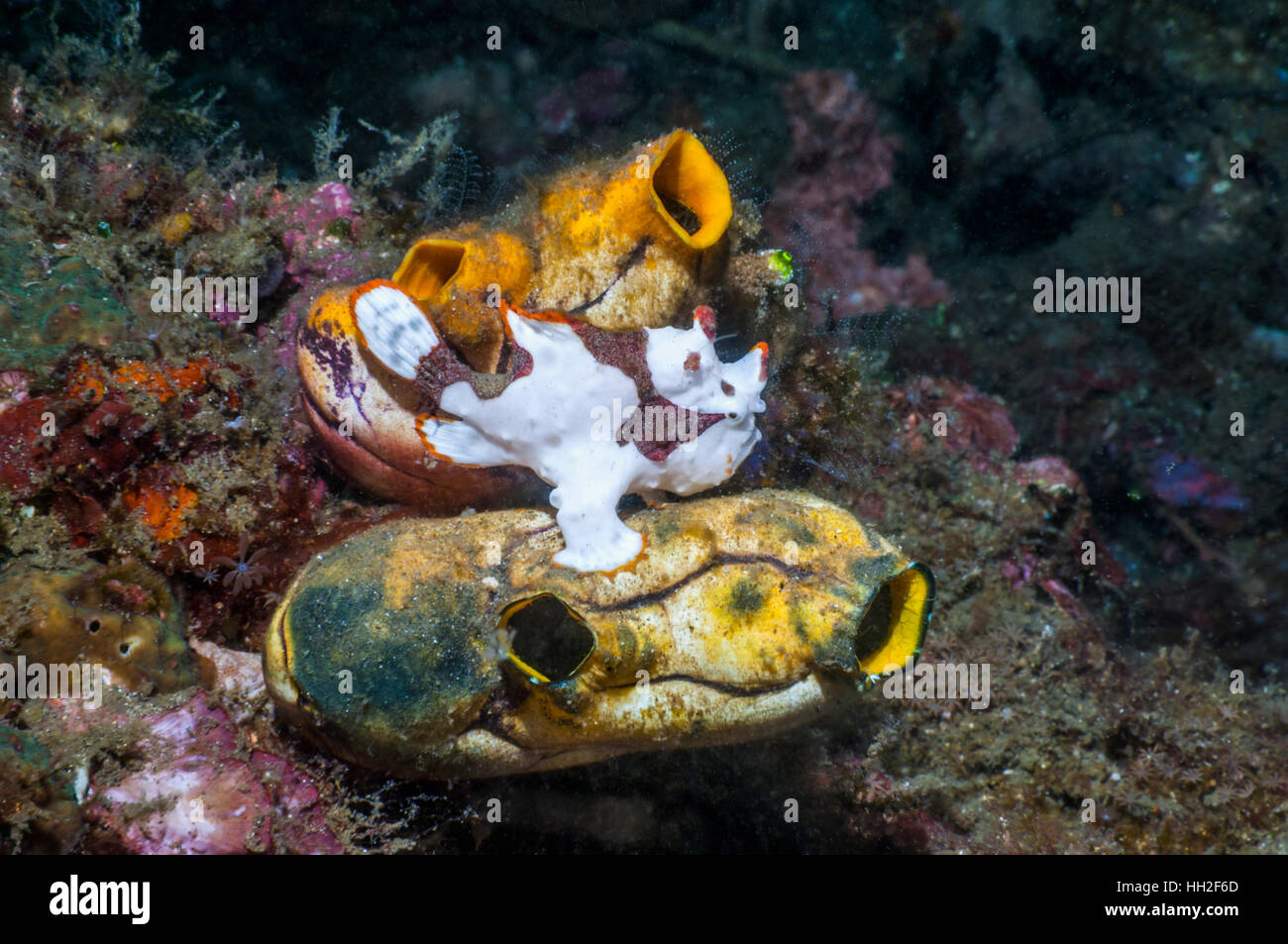 Warzige Anglerfisch [Antennarius Maculatus] thront auf goldenen Seescheiden [Polycarpa Aurora].  Lembeh, Sulawesi, Indonesien. Stockfoto