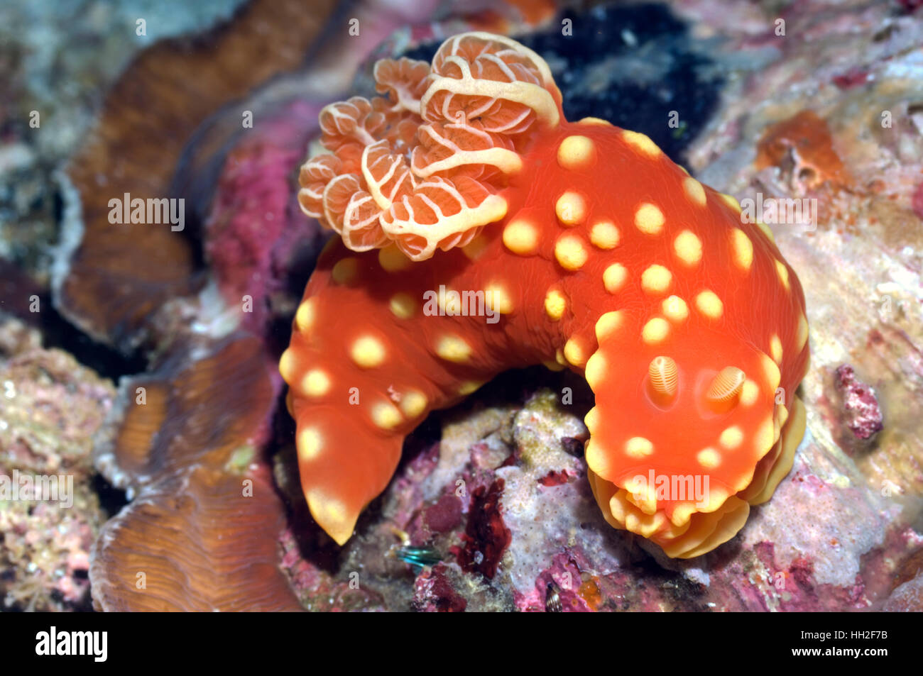 Nacktschnecke: Gymnodoris Golden.  Rinca, Indonesien.  (Digitale Erfassung). Stockfoto