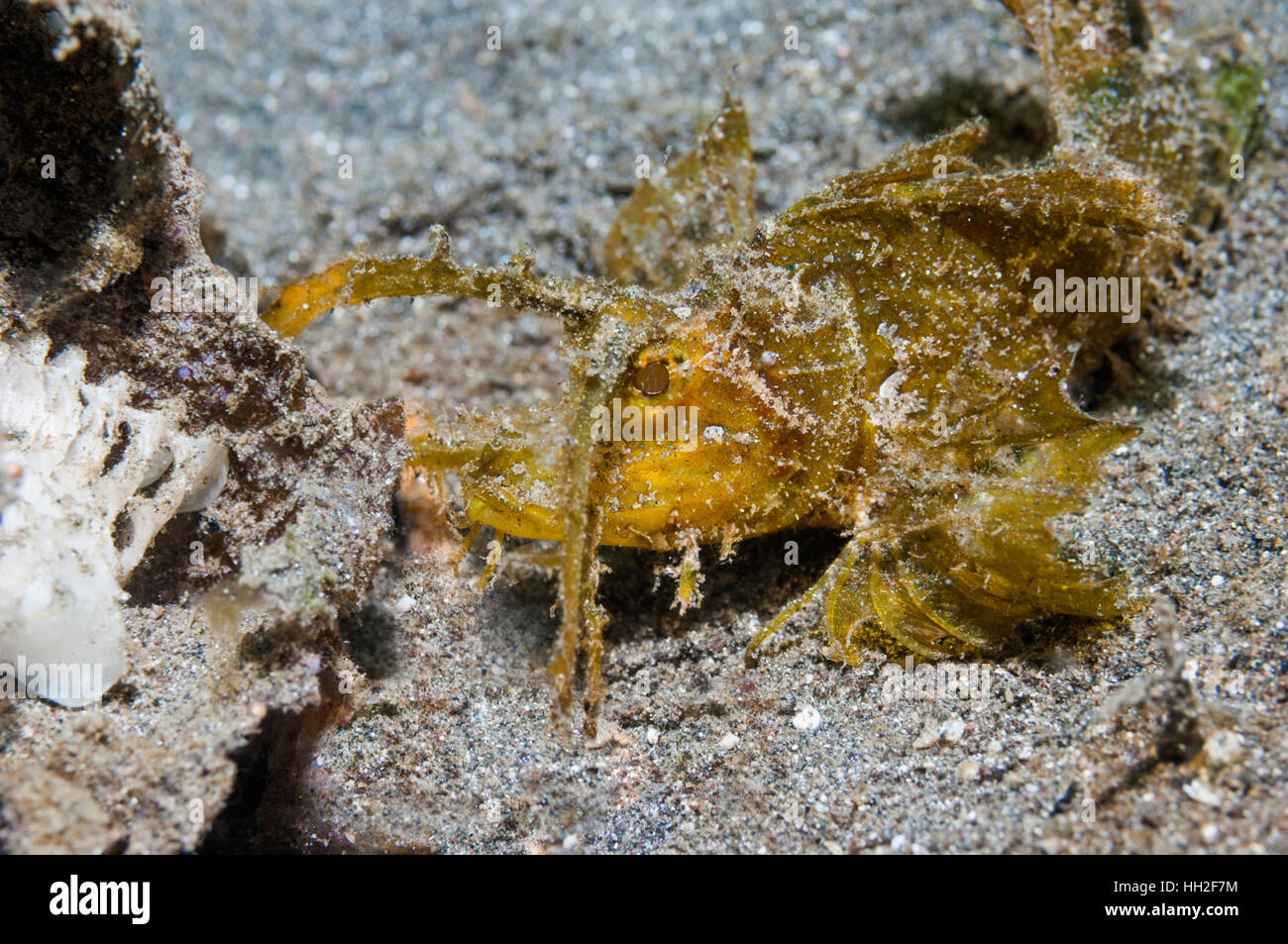Ambon Drachenköpfe [Pteroidichthys Amboinensis].  Lembeh Strait, Nord-Sulawesi, Indonesien. Stockfoto