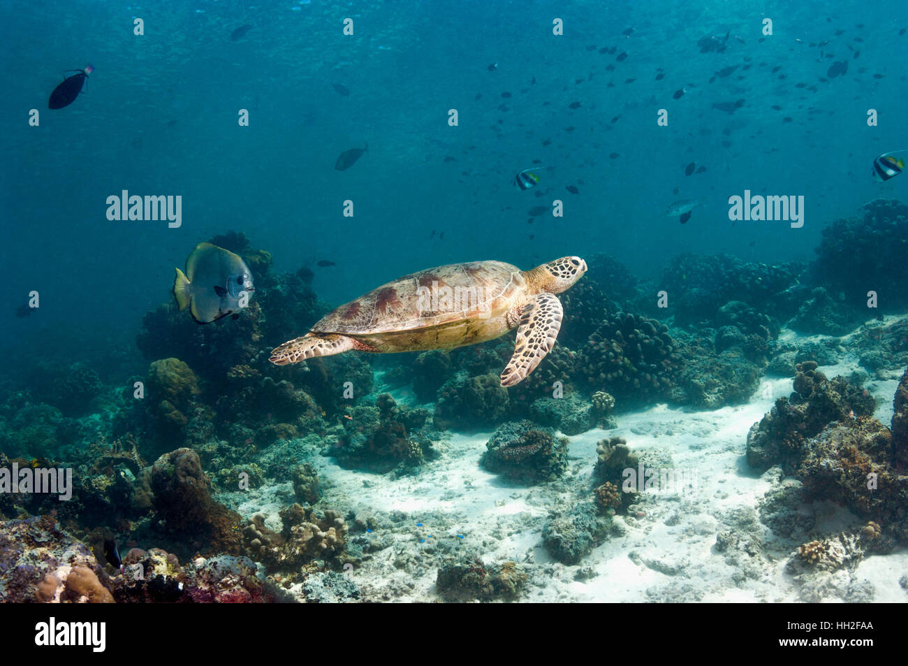 Grüne Schildkröte [Chelonia Midas] Korallenriff schwimmen gefolgt von einem Fledermausfische.  Sipadan, Malaysia. Stockfoto