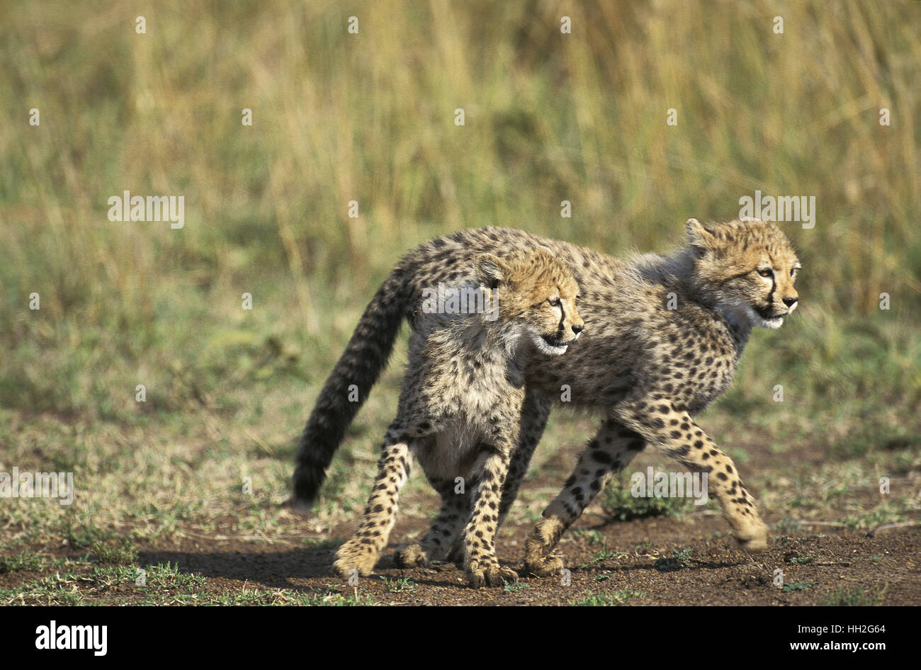 Gepard, Acinonyx Jubatus, Cub, Masai Mara Park in Kenia Stockfoto