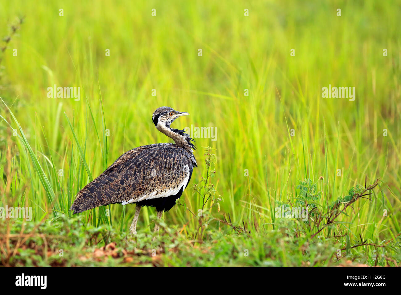 Schwarzbäuchigen Trappe (Lissotis Melanogaster, aka schwarzbäuchigen Korhaan). Murchison Falls, Uganda Stockfoto