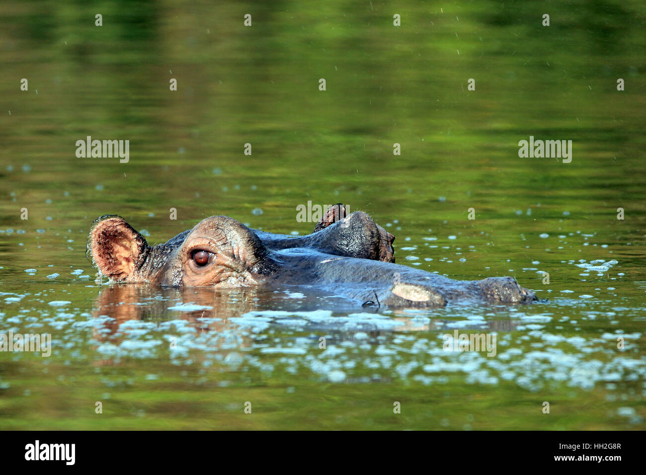 Flusspferd (Hippopotamus Amphibius) im Wasser, mit Blick auf die Oberfläche. Lake Mburo, Uganda Stockfoto