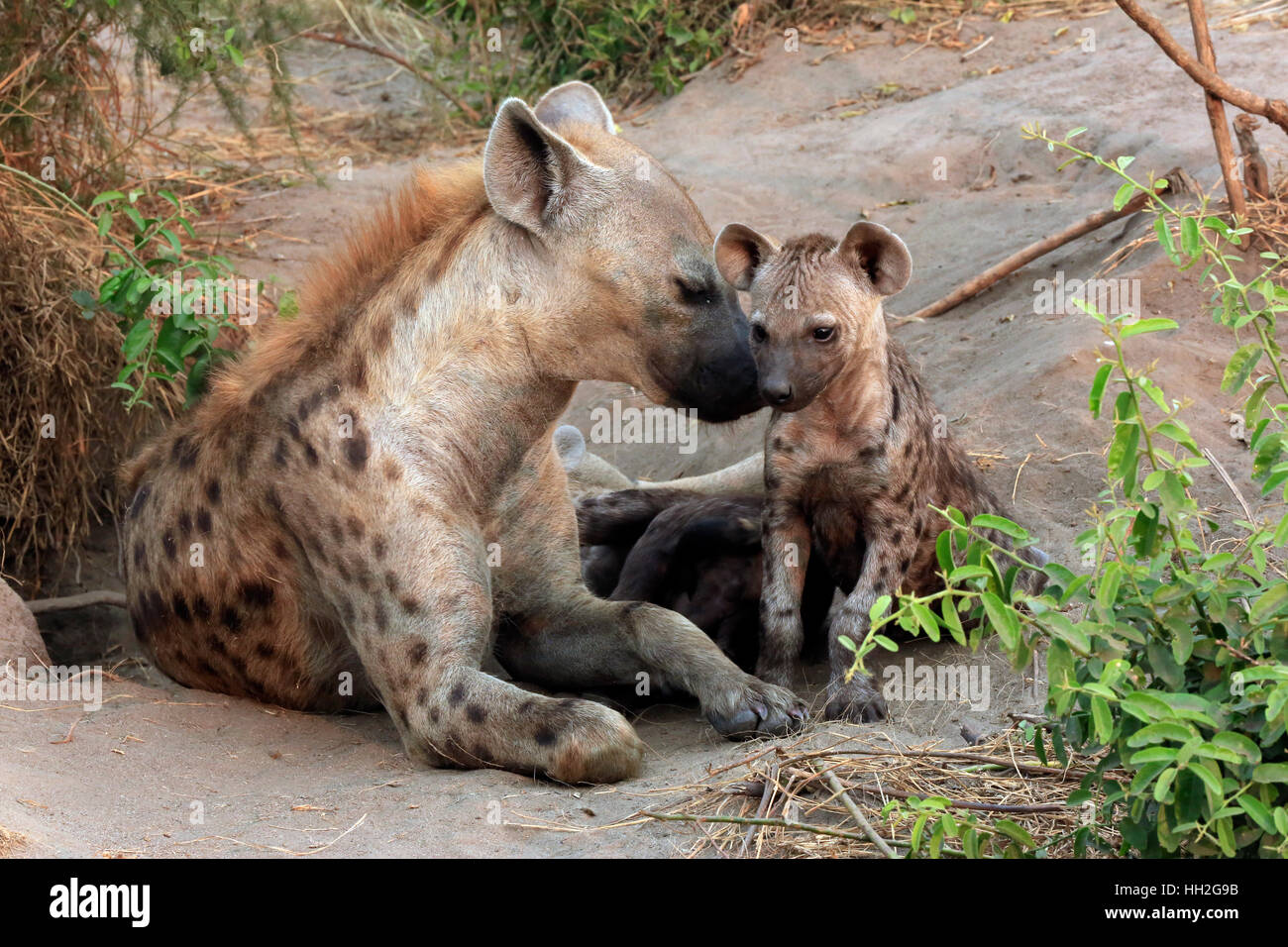 Gefleckte Hyänen (Crocuta Crocuta) mit jungen. Ishasha, Königin Elisabeth, Uganda Stockfoto