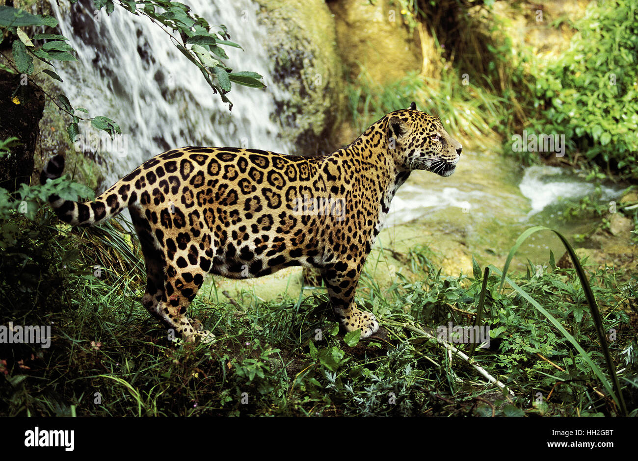 Jaguar, Panthera Onca Erwachsene stehen in der Nähe von Wasserloch Stockfoto