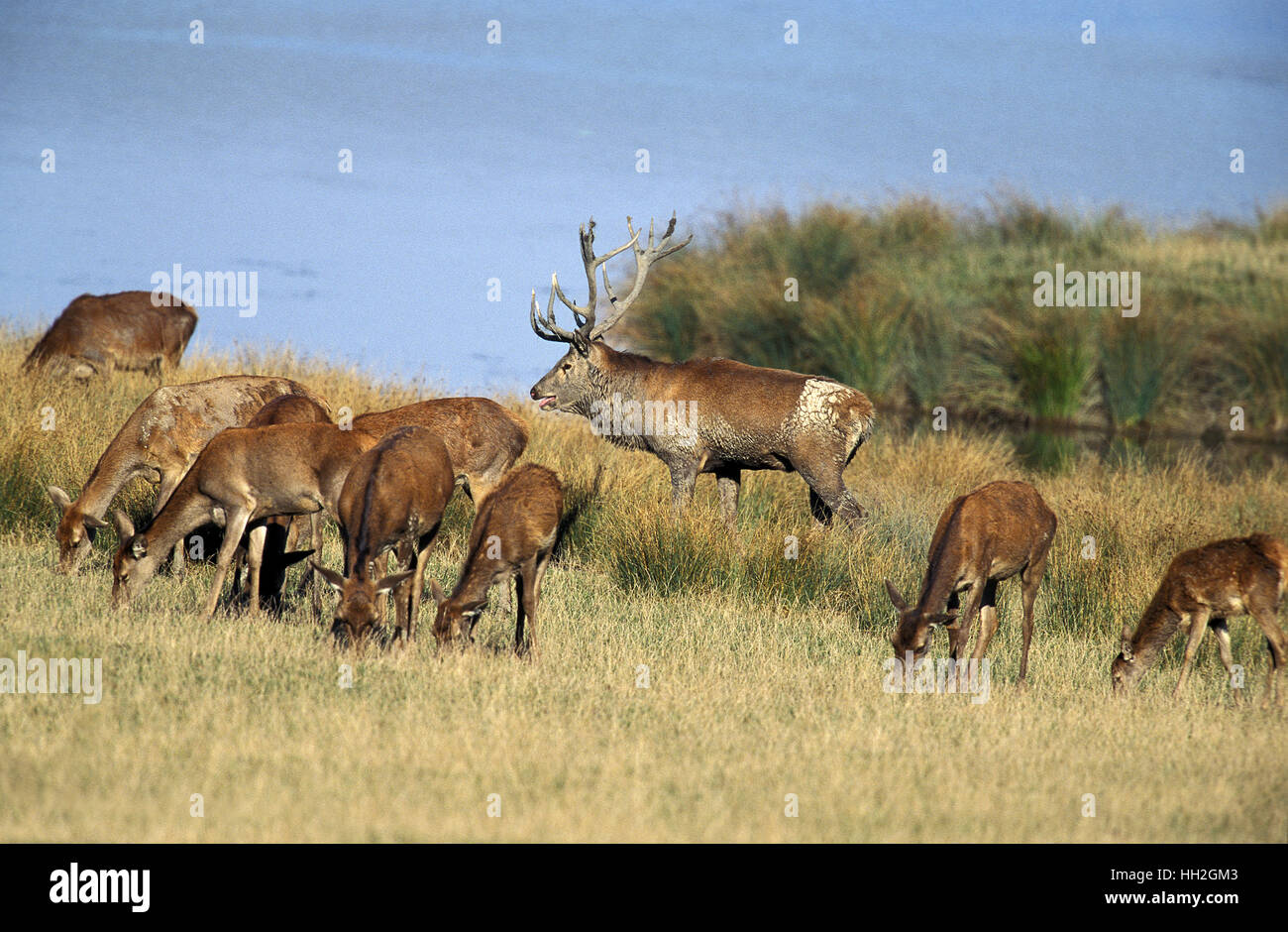 Hirsch, Cervus Elaphus, Hirsch und seinen Harem Stockfoto