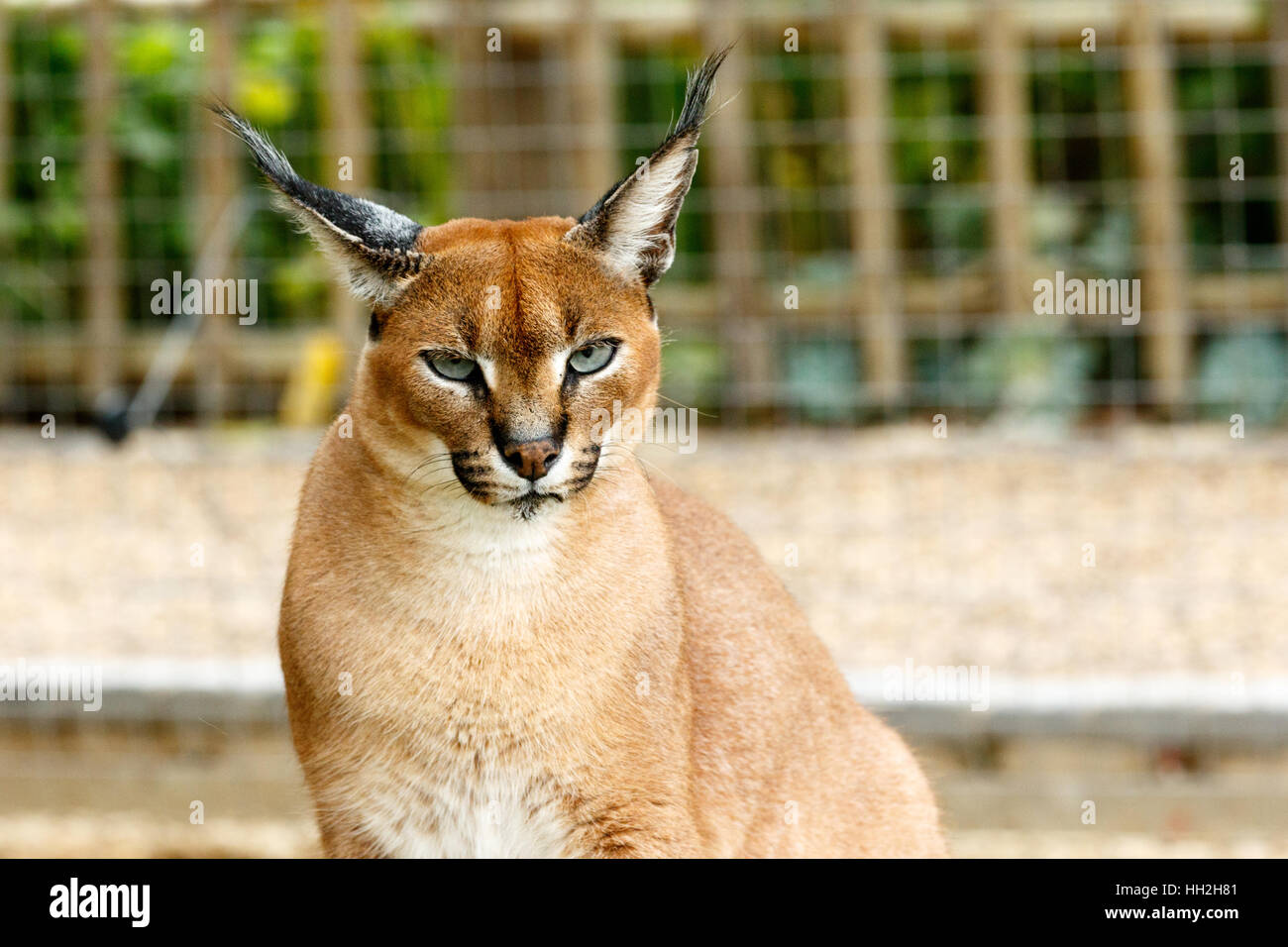 Rooikat wilde Kater sah Sie mit seinen Ohren senkrecht nach oben. Stockfoto