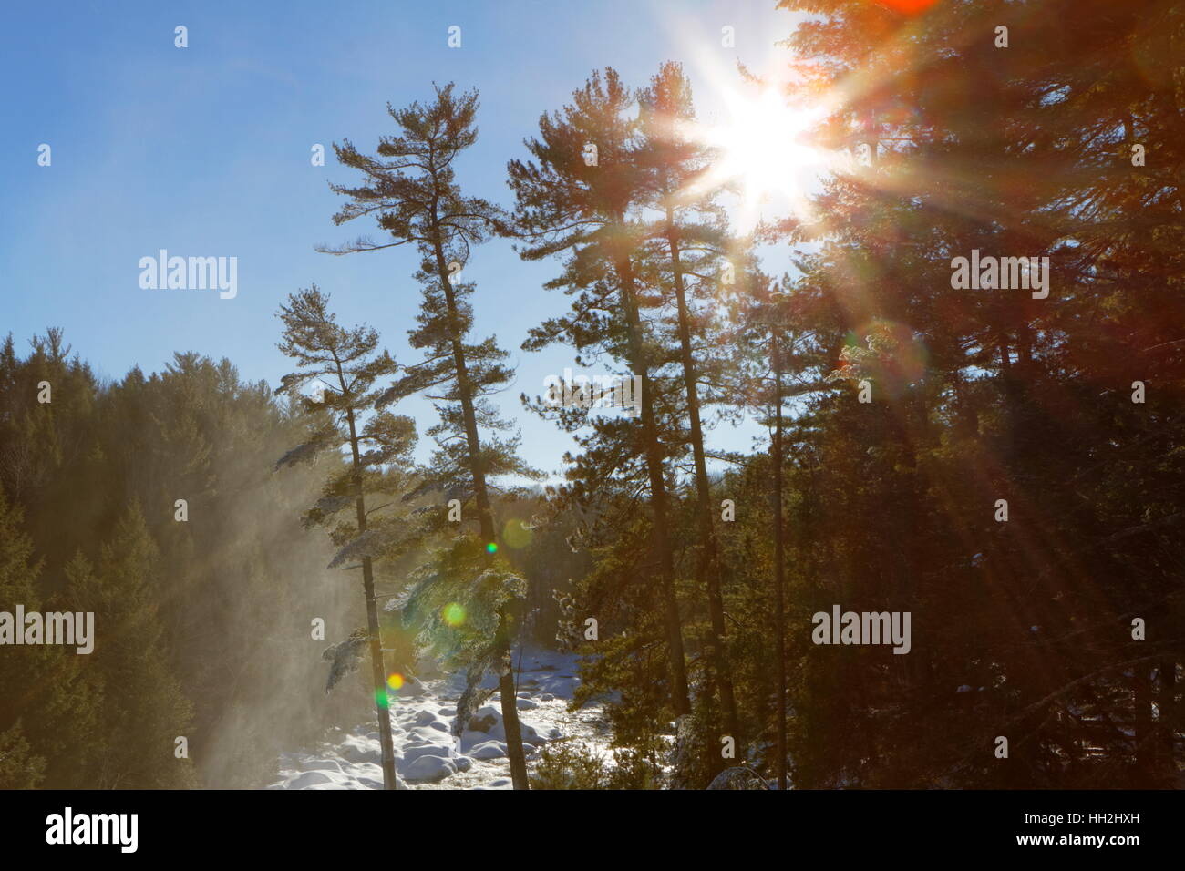 Sonne-Fackel im Wald Stockfoto