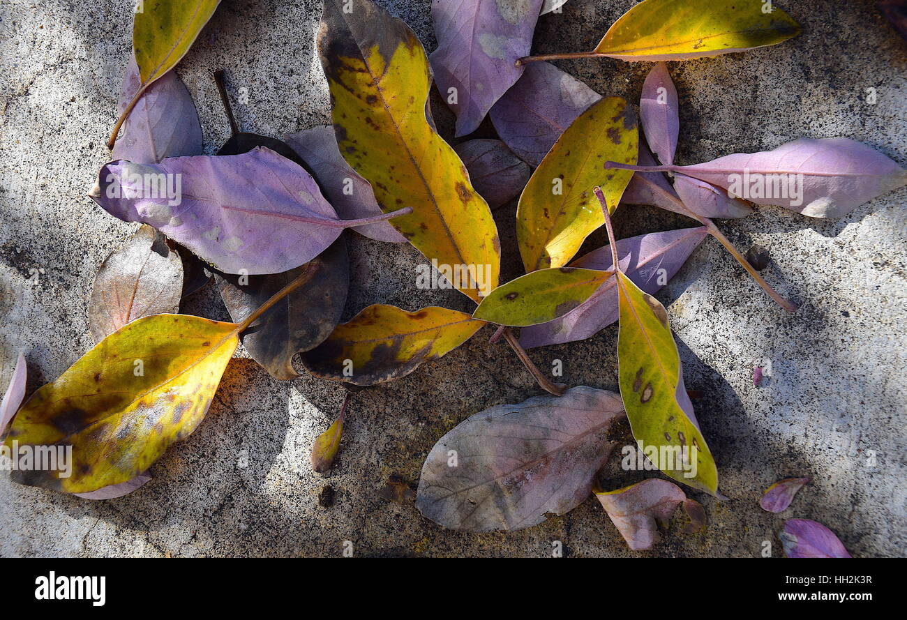 Verfallenden violetten und gelben Blätter, Arabische lila (Vitex Trifolia Purpurea) Pflanze, San Diego, Kalifornien Stockfoto