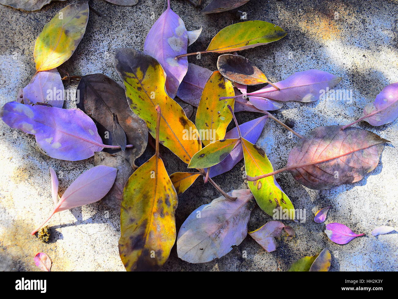 Bunte Blätter der Pflanze arabischen Flieder (Vitex Trifolia Purpurea) Stockfoto