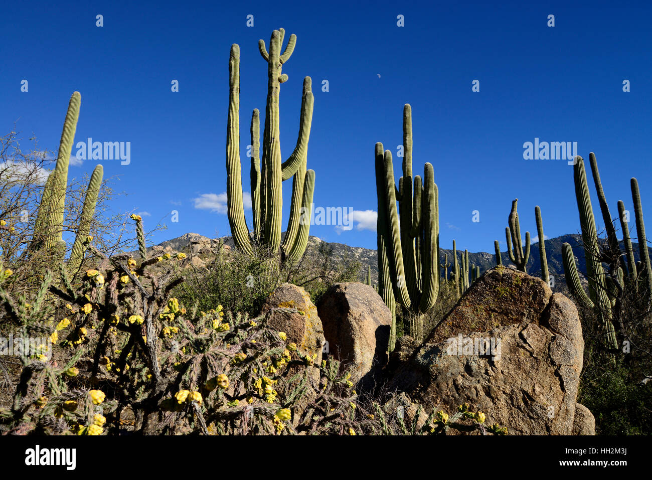 Saguaro-Kaktus wächst in den Ausläufern der Santa Catalina Mountains, eine Sky-Insel in der Sonora-Wüste, Catalina, Arizona, USA Stockfoto