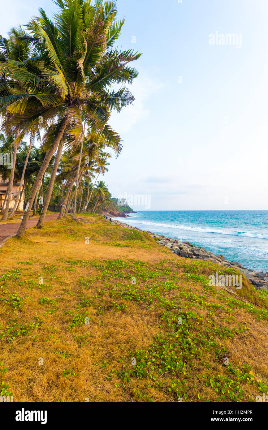 Palmen säumen einen grasbewachsenen Küste Bereich nahe dem Meer in einen angenehmen Abend in Varkala, Kerala, Indien. Vertikal Stockfoto