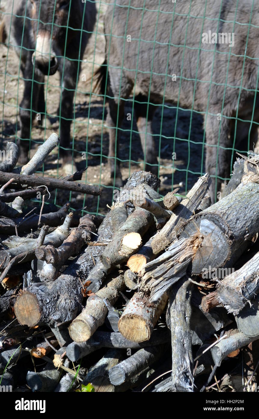Kleine grüne Ranke Schlange, Ahaetulla Nasuta in einem Holzstapel Chrysopelea ornata Stockfoto