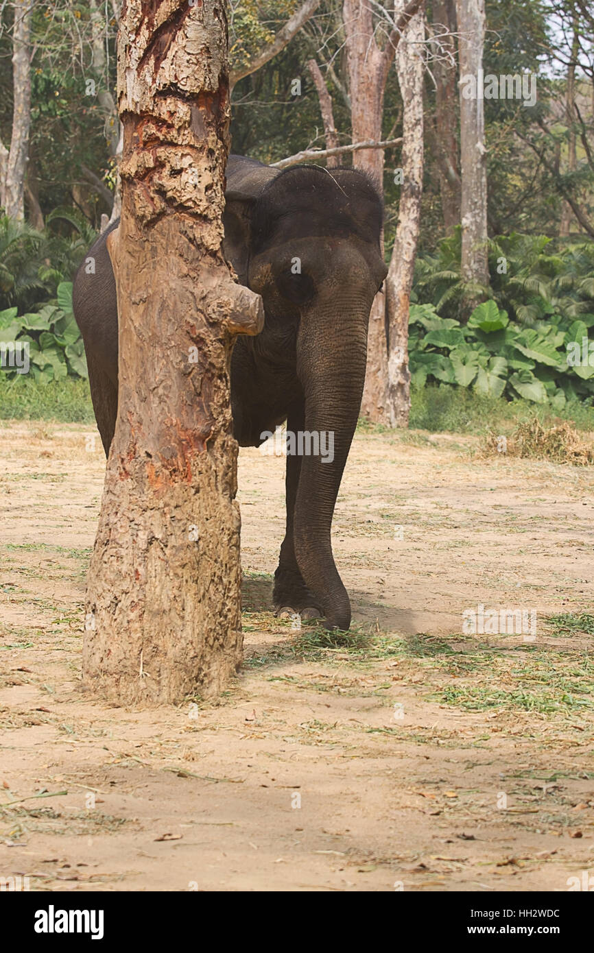 Foto eines asiatischen Elefanten hinter einem Baum Gras füttern Stockfoto