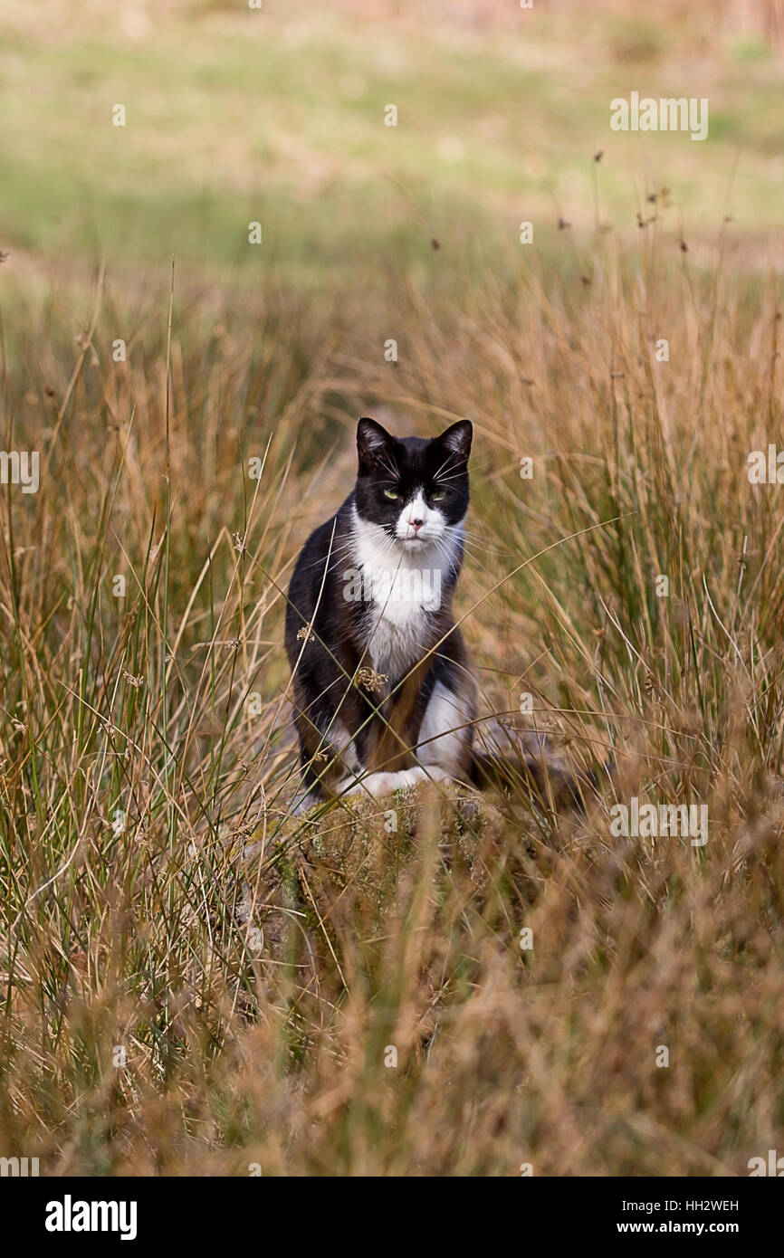 Foto-Studie einer niedlichen schwarzen und weißen Katze sitzt auf einem Baumstamm Stockfoto