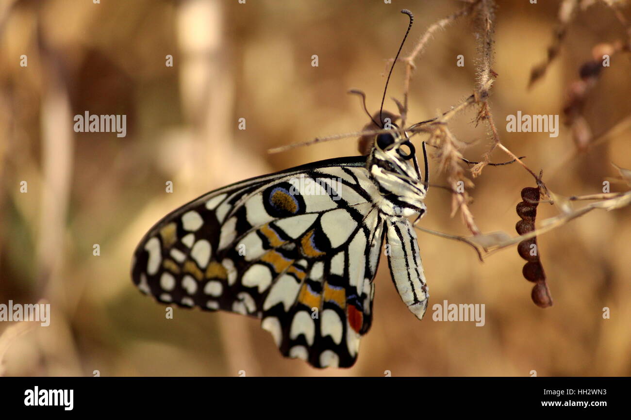Schönheit des Nature_ Schmetterling Stockfoto