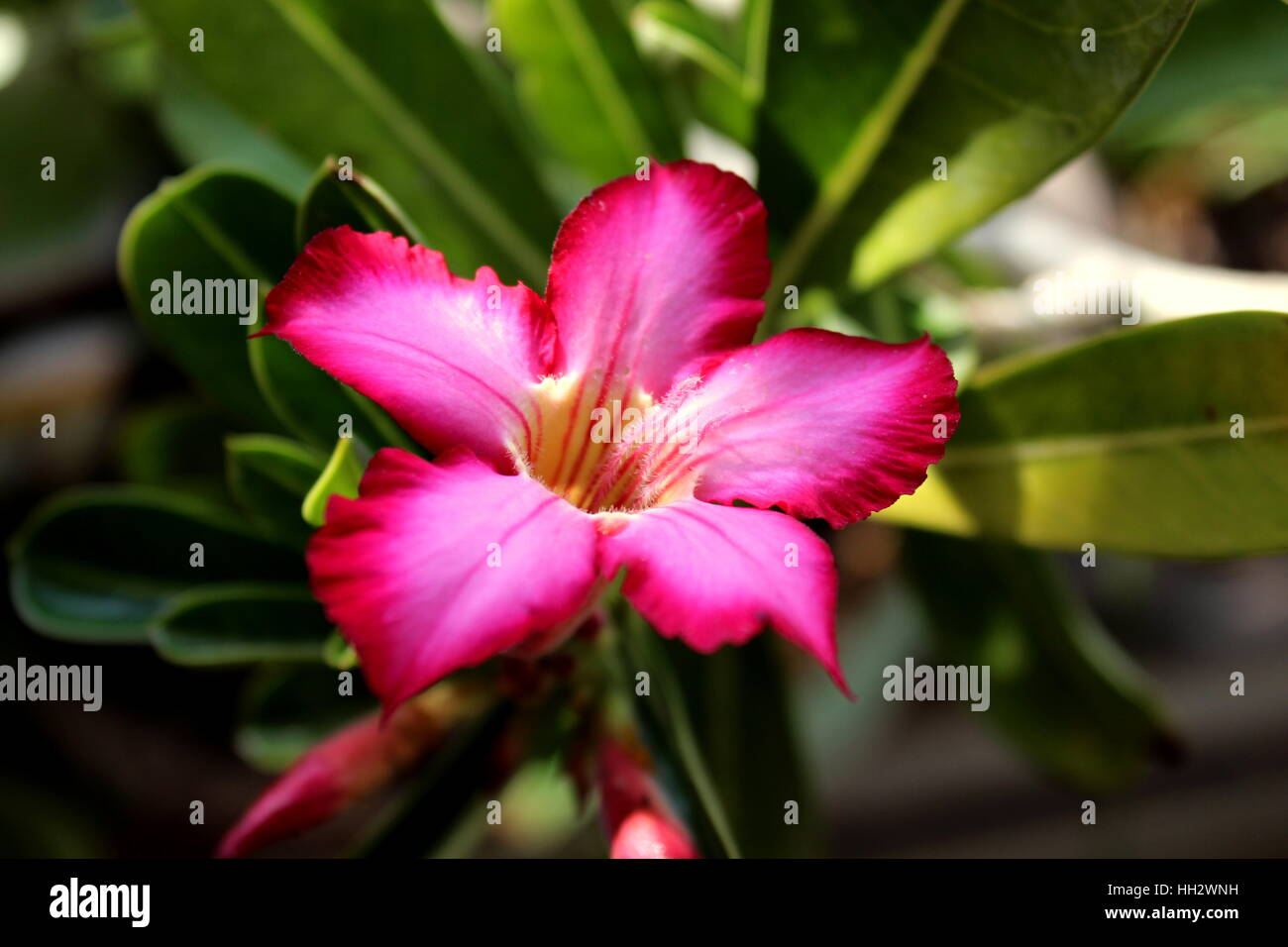 Desert Rose Blume Stockfoto