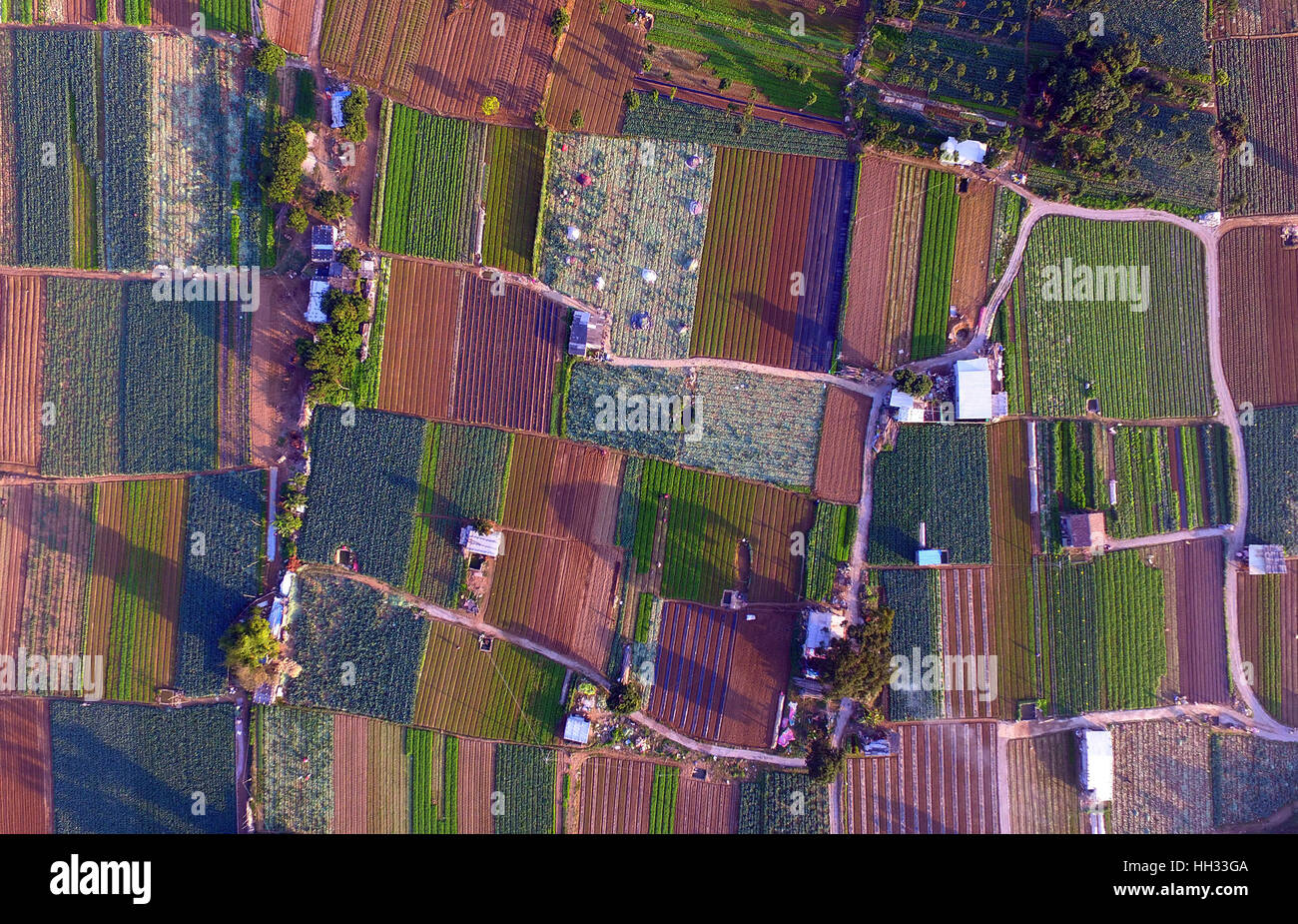 Qangzhou China 16 Januar 2017 Foto Aufgenommen Am 16 Januar 2017 Zeigt Das Gemuse In Quanzhou Fujian Provinz Sudosten Chinas Bildnachweis Xinhua Alamy Live Nachrichten Stockfotografie Alamy