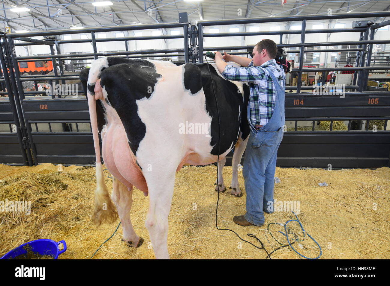 Fort Worth, TX, USA. 16. Januar 2017. Bill Marsh Windthorst, TX bereitet eine Kuh für die Holstein Molkerei Kuh Schau der ft. Wert Stock Show. Bildnachweis: Hum Bilder/Alamy Live-Nachrichten Stockfoto