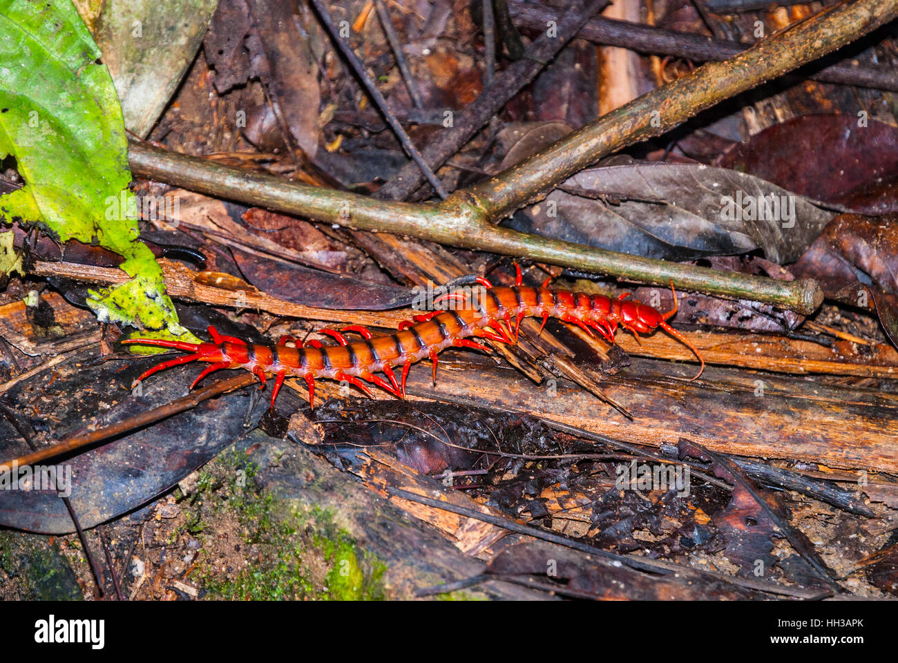Kirsche rot Tausendfüßler auf Boden im Regenwald von Malaysia Stockfoto
