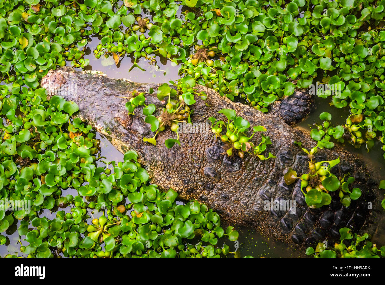 Krokodil im Wasser mit grünen Blätter von oben Stockfoto