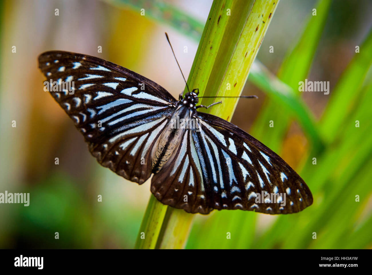 Nahaufnahme eines schönen Schmetterling mit ausgebreiteten Flügeln auf Grünpflanze Stockfoto