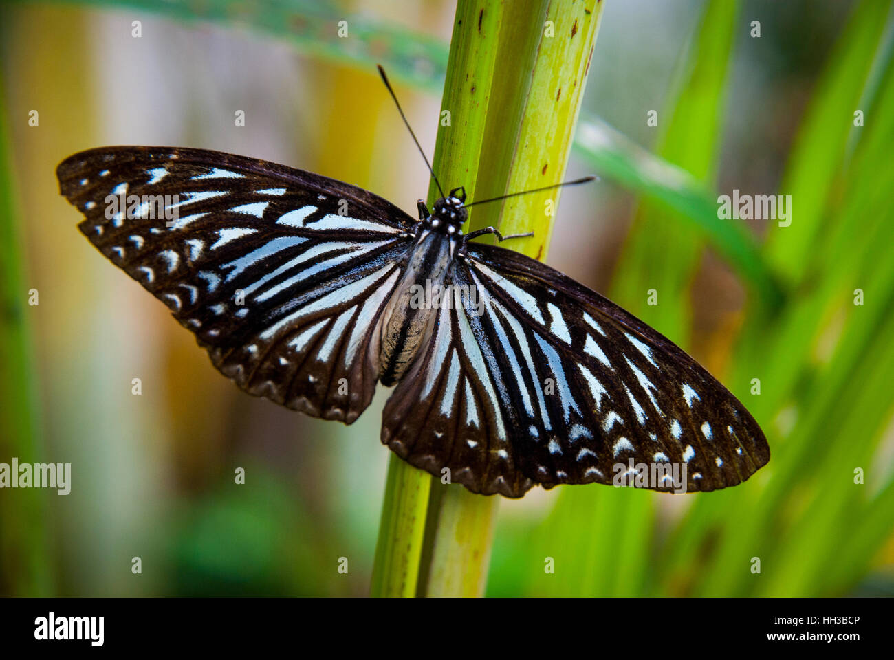 Nahaufnahme eines schönen Schmetterling mit ausgebreiteten Flügeln auf Grünpflanze Stockfoto