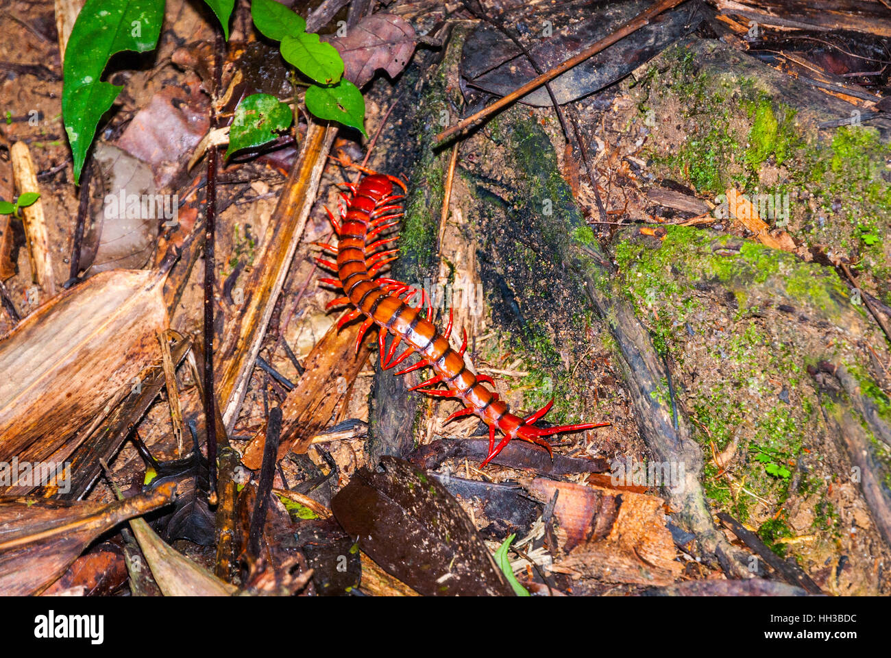 Kirsche rot Tausendfüßler auf Boden im Regenwald von Malaysia Stockfoto