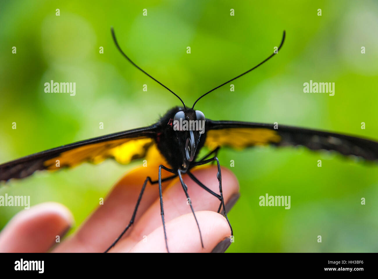 Nahaufnahme eines schönen Schmetterling auf menschliche hand Stockfoto