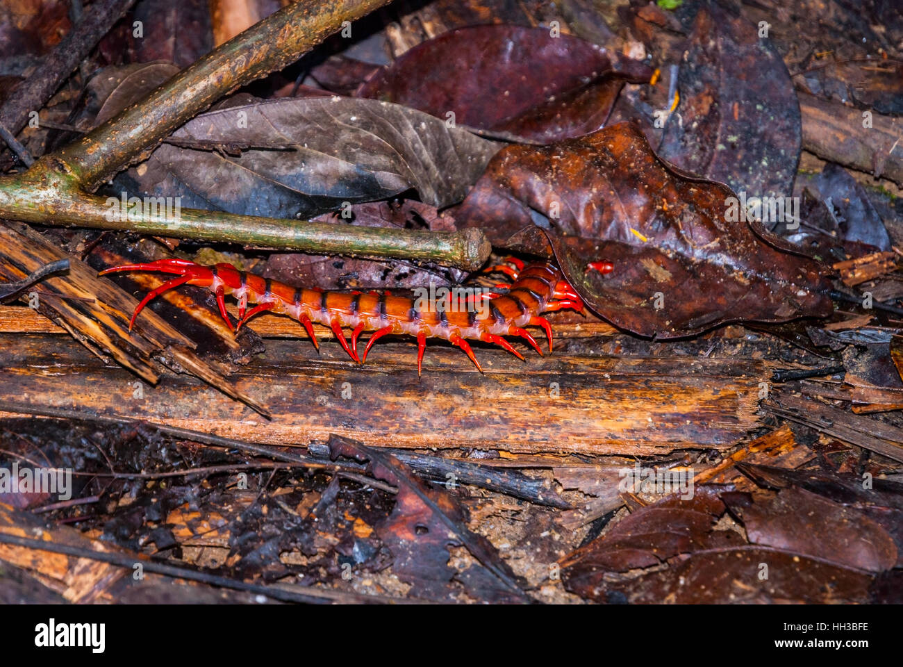 Kirsche rot Tausendfüßler auf Boden im Regenwald von Malaysia Stockfoto