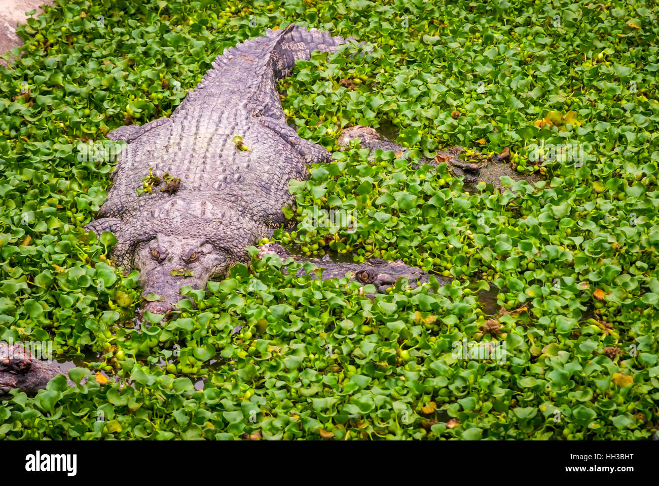 Krokodil im Wasser mit grünen Blätter von oben Stockfoto
