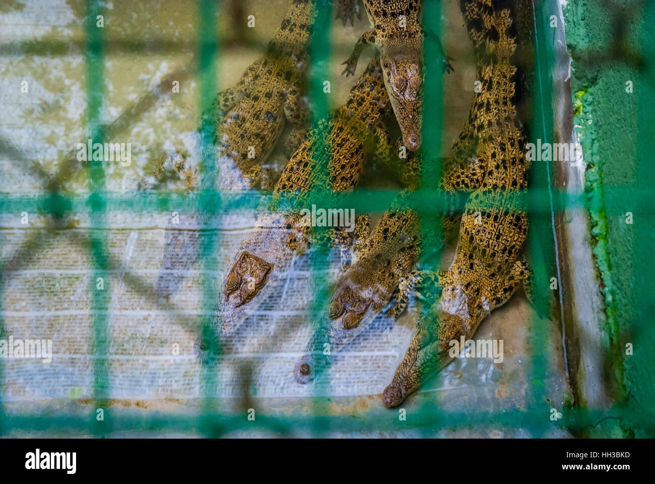 Junge Krokodile in einem Gehäuse in einer farm Stockfoto