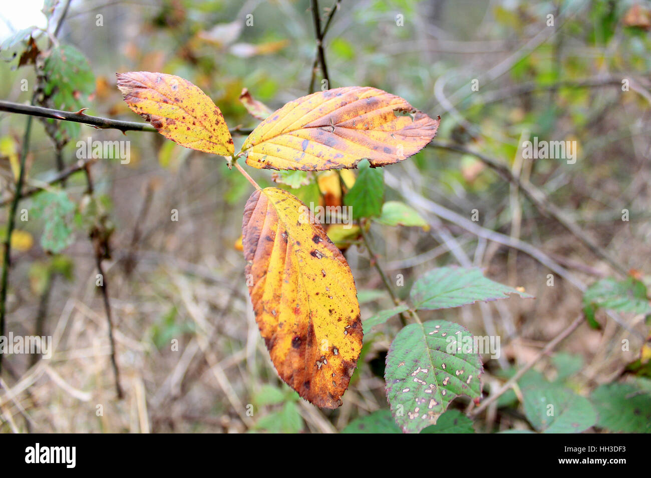 Herbst grüne Briar Blätter Stockfoto