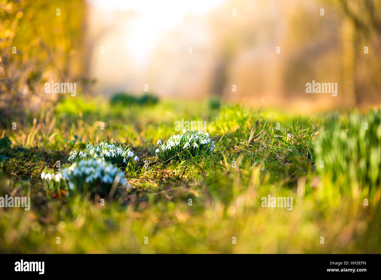 Cluster von Schneeglöckchen, geringe Schärfentiefe Stockfoto