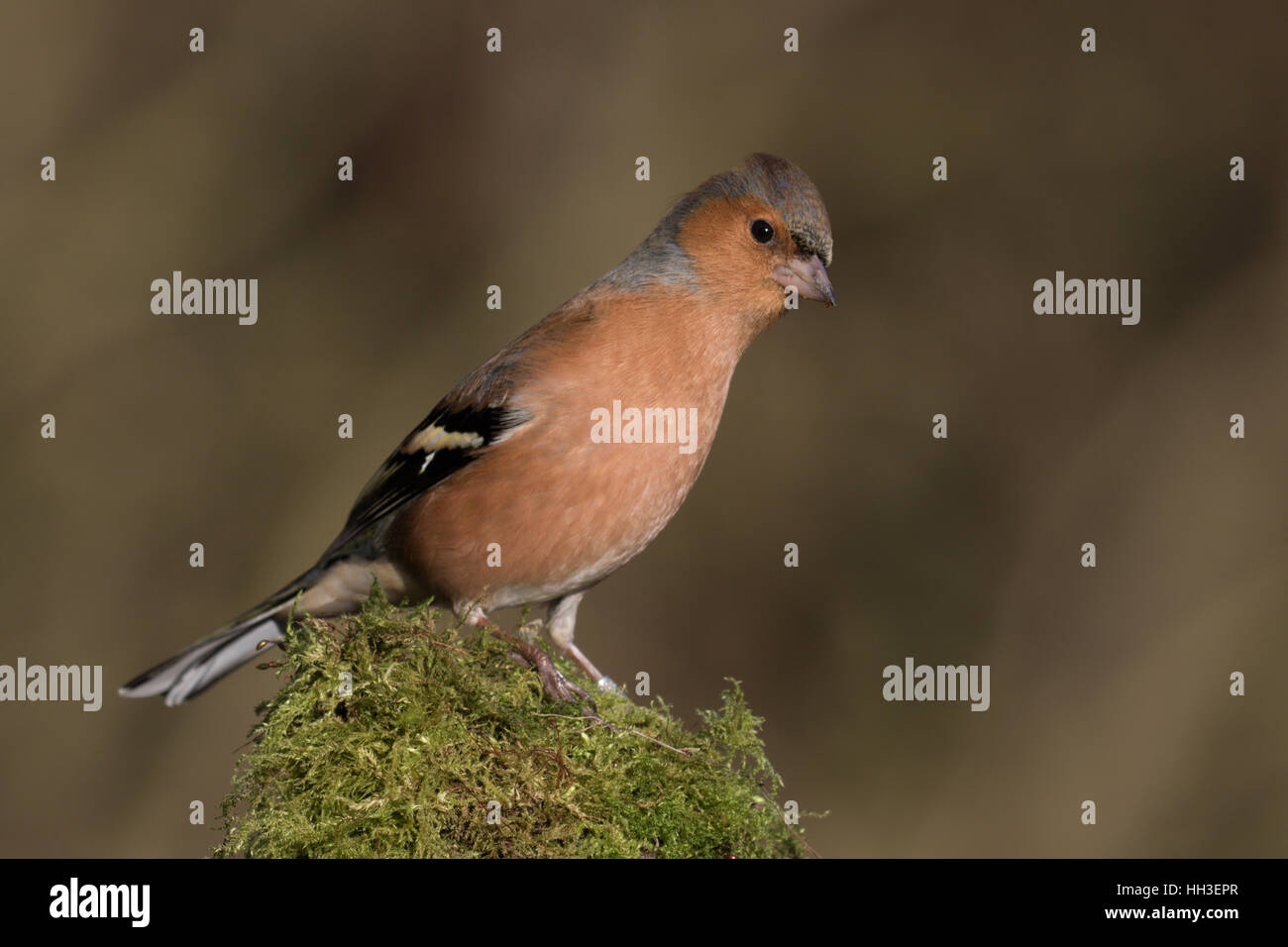 Buchfink (männlich) Stockfoto