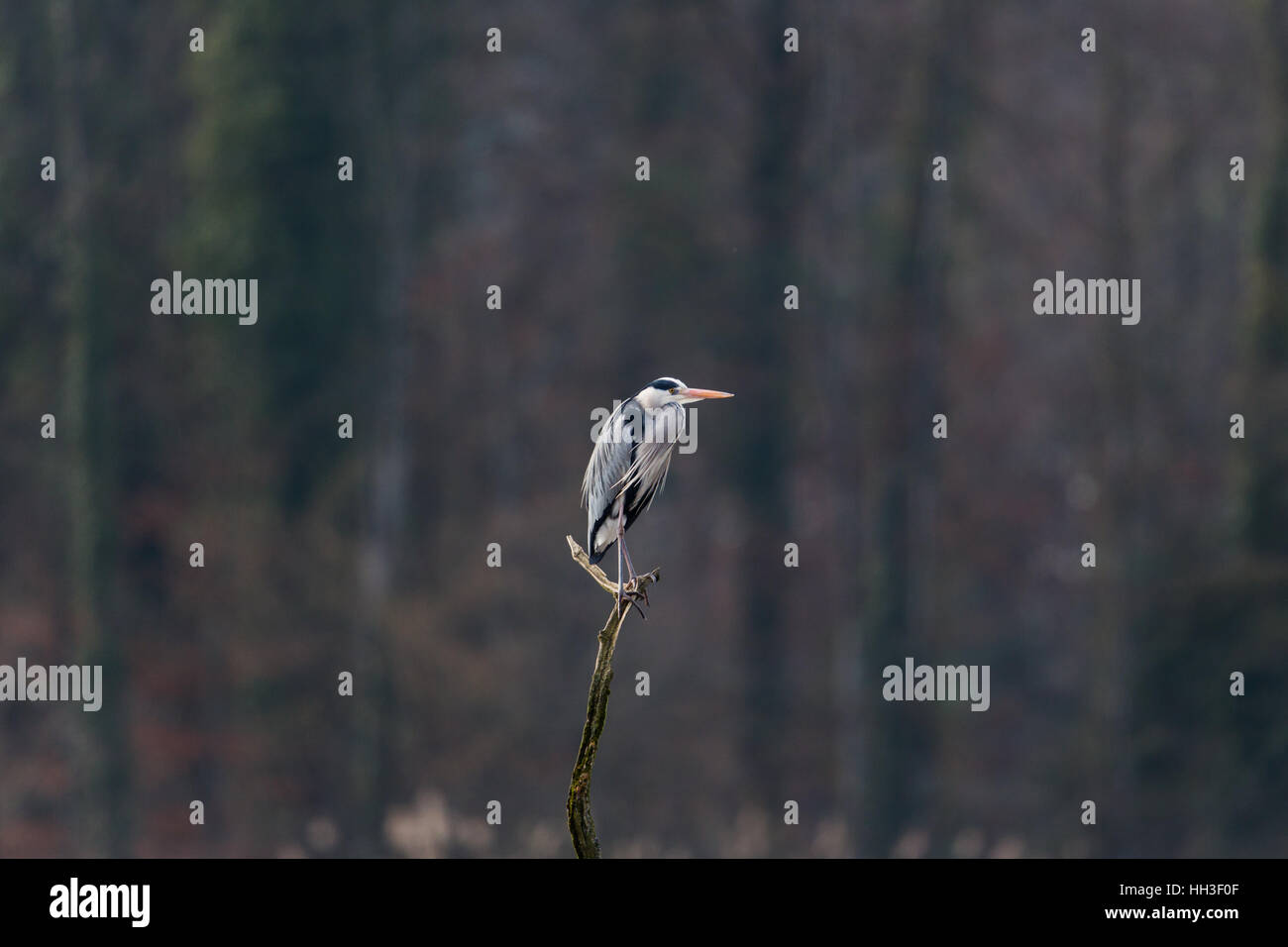 Porträt von natürlichen Graureiher (Ardea Cinerea) stehend Stockfoto