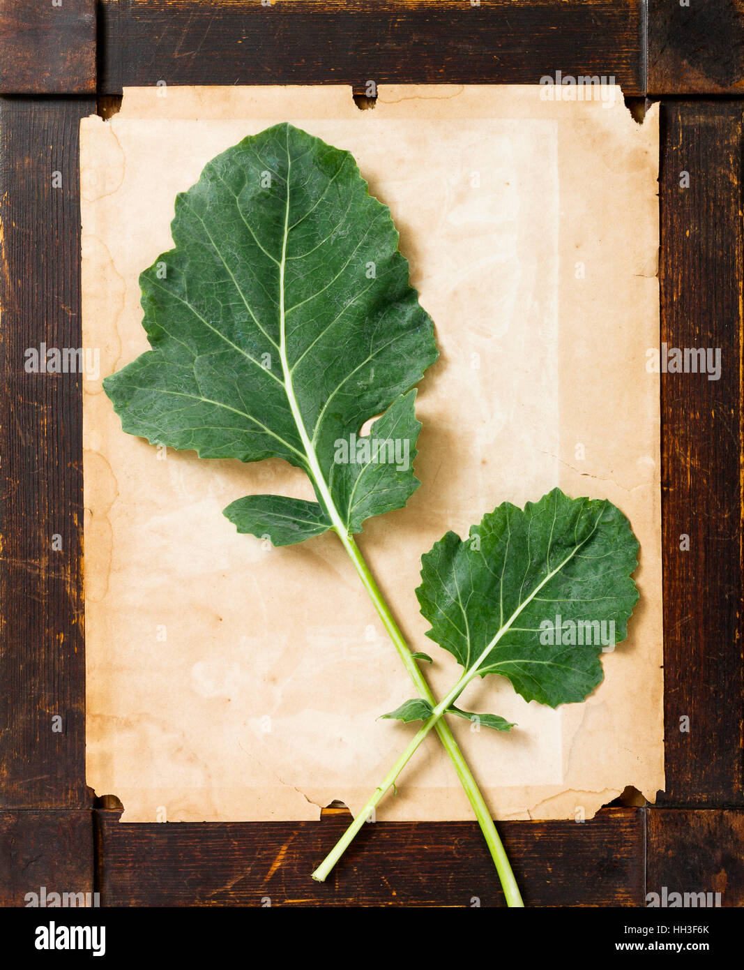 Zwei Blätter der Kohlrabi Gemüsepflanze auf vergilbtem Papier in einem Alter Holz Bilderrahmen - künstlerische Fotografie-Konzept Stockfoto